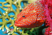 Coral hind grouper