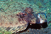 Left-eyed flounder
