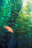Island kelpfish