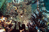 Lacy scorpionfish