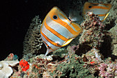 Copperbanded butterflyfish
