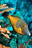 Whitespotted filefish