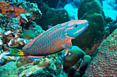 Stoplight parrotfish supermale