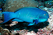 Turquoise-capped parrotfish