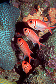 Blackbar soldierfish