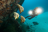 Tallfin batfish (Platax teira)