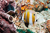 Orange banded coralfish