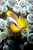 Twoband anemonefish