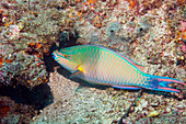 Tricolor parrotfish