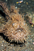 Hairy frogfish (Antennarius hispidus)