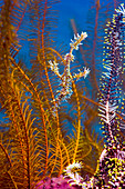 Ornate ghost pipefish