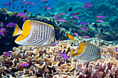 Yellowtail butterflyfish