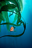 Kelpfish