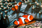 Ocellaris anemonefish laying eggs