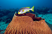 Oblique-banded sweetlips