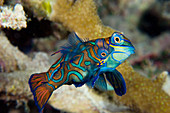 Mating mandarinfish