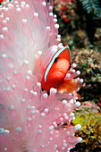 Black anemone fish