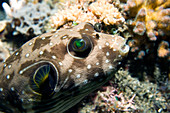 Juvenile white-spotted pufferfish