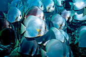 Circular spadefish