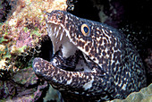 Spotted moray eel