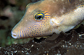 Caribbean sharpnose-puffer