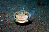 Black-spotted porcupinefish