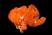 Longlure frogfish