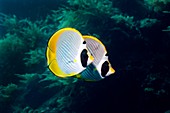 Panda butterflyfish