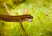 Palemate newt golding small stickleback in mouth