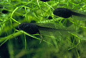 Tadpoles