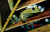 Hyla punctata,a tree frog