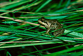 Common frog