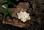 Eggs of the whistling frog