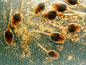 Tadpoles at approximately six weeks old