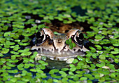 Common frog,peering out of duckweed-covered pond