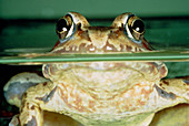 Common frog floating with its head above the water