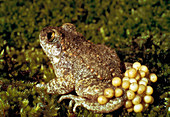 Male midwife toad carrying a bundle of eggs