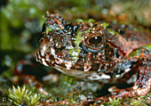 Madagascan frog which mimics moss-covered ground