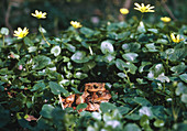 European toads mating