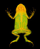 Toad,X-ray