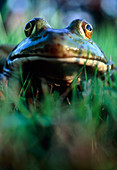 The North American bullfrog,Rana catesbeiana