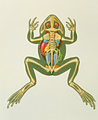 Artwork of the internal anatomy of a frog
