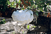 Foam nest tree frog nest
