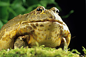 African bullfrog