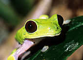 Red-eyed tree frog