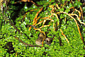 Common frog