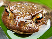 Common toad