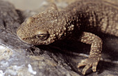 Pyrenean brook salamander