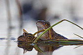 Common frogs mating