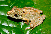 Eleutherodactylus frog